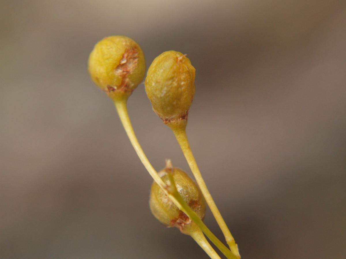 St.Bernard's Lily, Small fruit